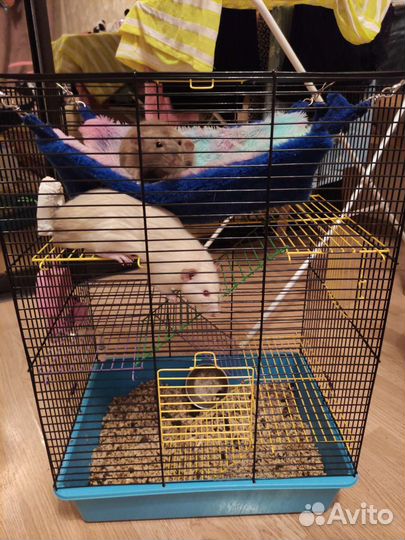 Крысы с клеткой