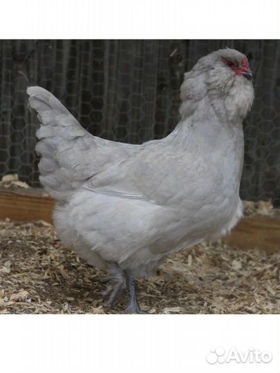 Амераукана