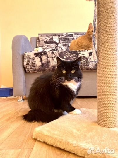 Кошка Мышка в хорошие руки