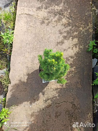 Ель рэйнбоуз энд