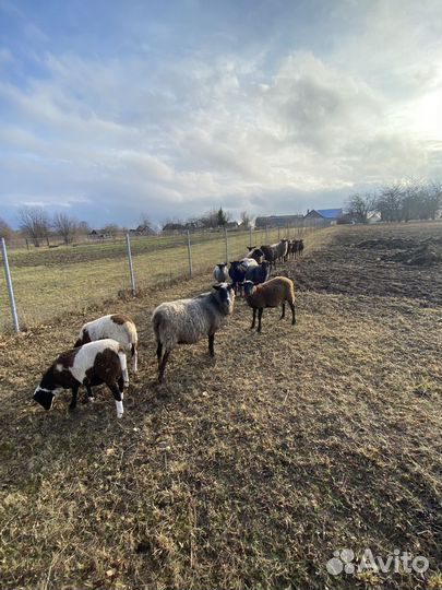 Продаются овцы бараны только на племя