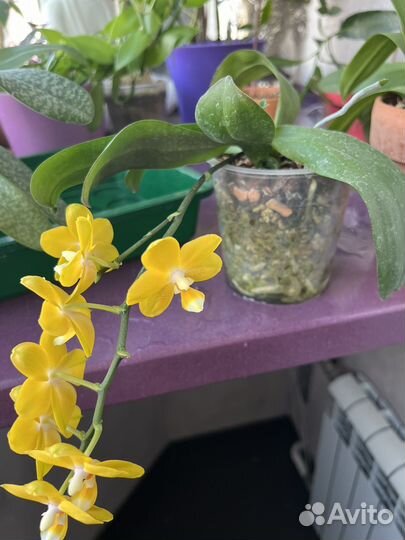 Орхидея фаленопсис