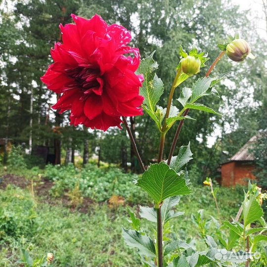 Георгины клубни