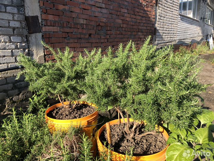 Розмарин в горшке