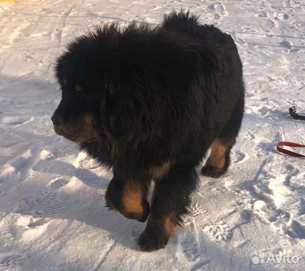 Мастиф