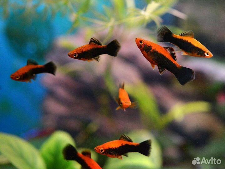 Аквариумные рыбки
