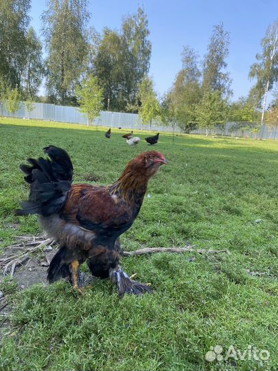 Петух брама