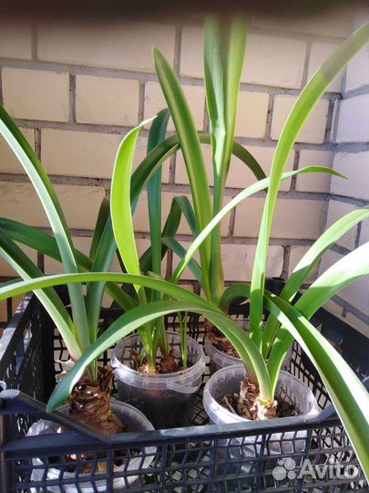 Гиппеаструм амариллис