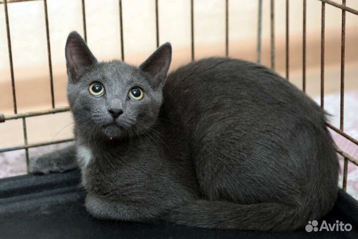 Сильвер 4 мес