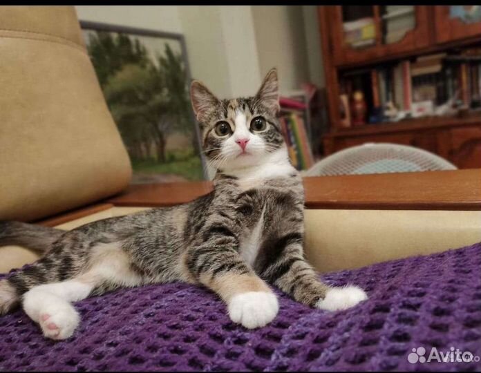 Чистопородная Азиатская кошечка-котенок