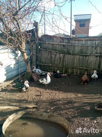 Мускусные утки тяжелые линии