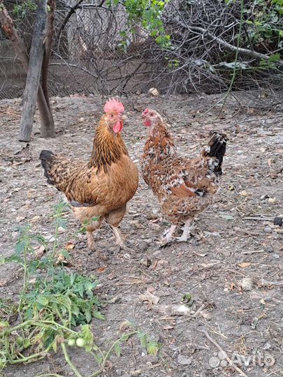 Куры несушки