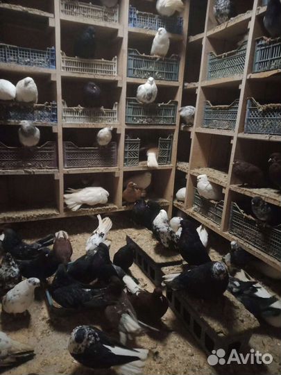 Николаевские голуби бабочка торец