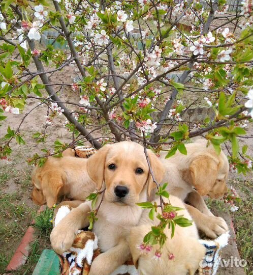 Щенки лабрадора