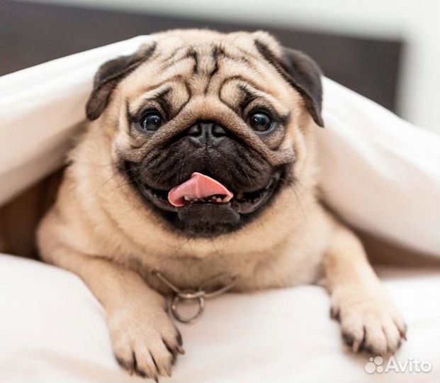 Прогулка с собаками