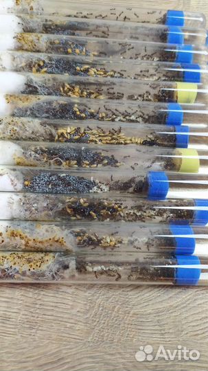 Колонии Муравьев Messor Structor жнецы (муравьи)