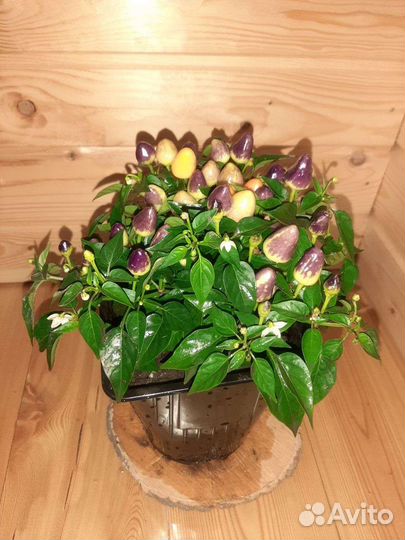 Перец декоративный острый съедобный