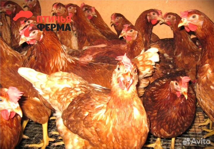 Куры несушки