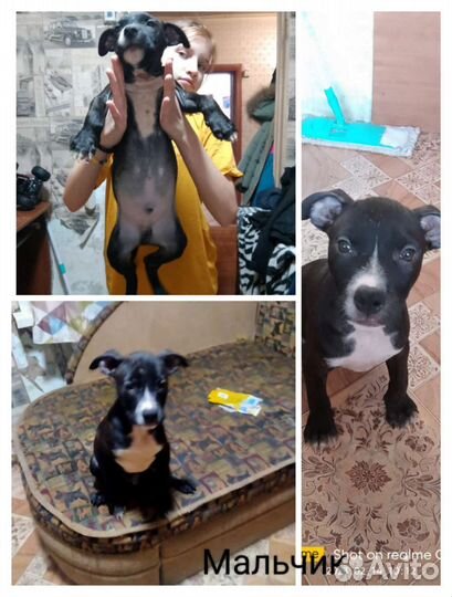 Американский питбультерьер щенки