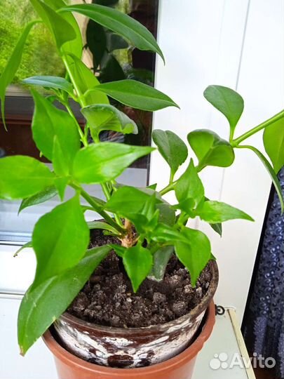 Эсхинантус жар птица