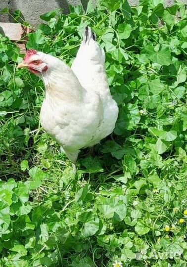 Куры несушки Ломан браун