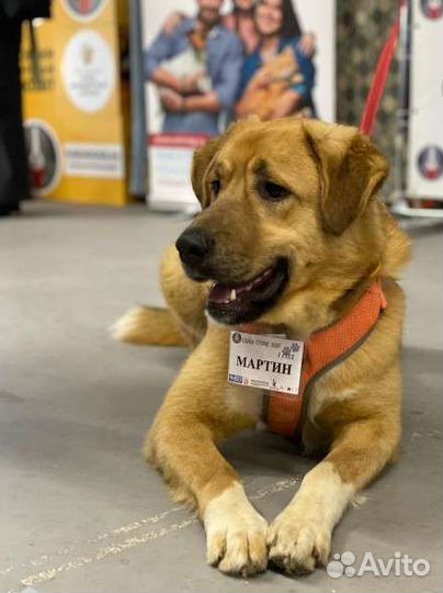 Большой и добрый мишка