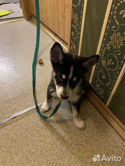 Щенок в добрые руки бесплатно мальчик