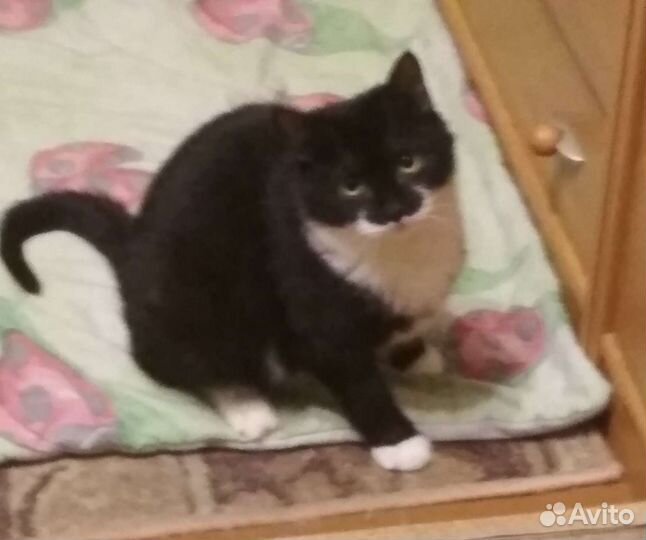 Кошечка Ширли а добрые руки