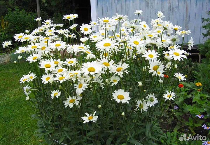 Ромашка садовая многолетняя
