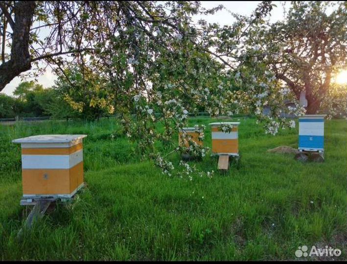 Пчелосемьи с ульями