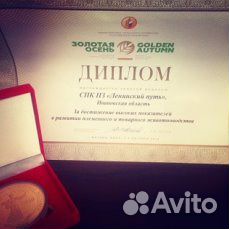 Племенные ярки,бараны Романовской породы