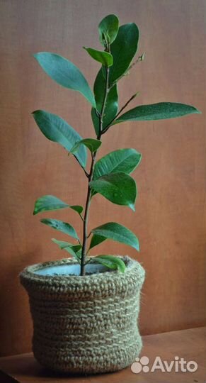 Хавортия полосатая, хлорофитум хохлатый и другие