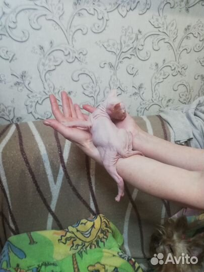 Донской сфинкс котята