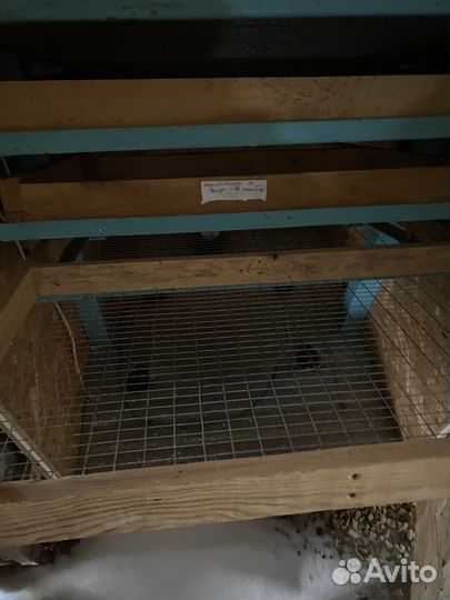 Инкубатор для яиц автоматический