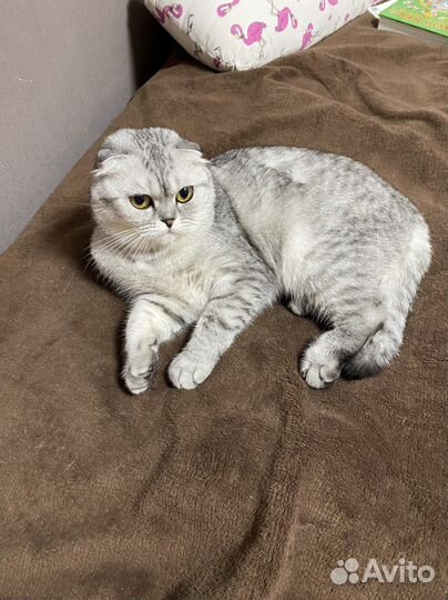 Шотландская вислоухая