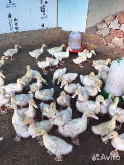 Утки Стар 53