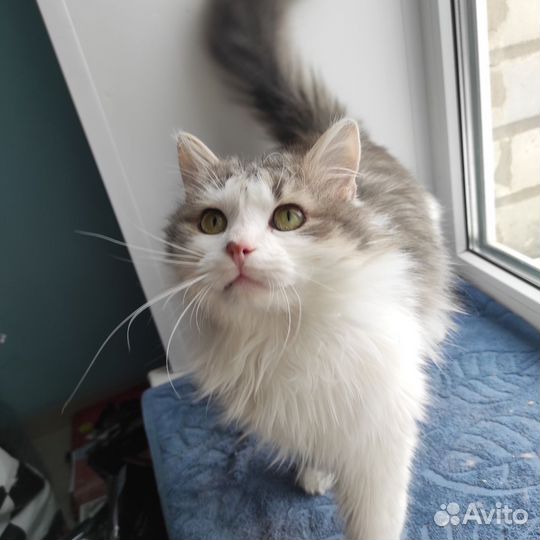 Котик в добрые руки