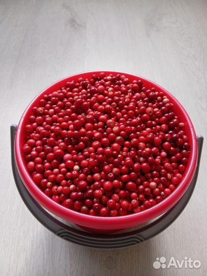 Брусника,Лисички