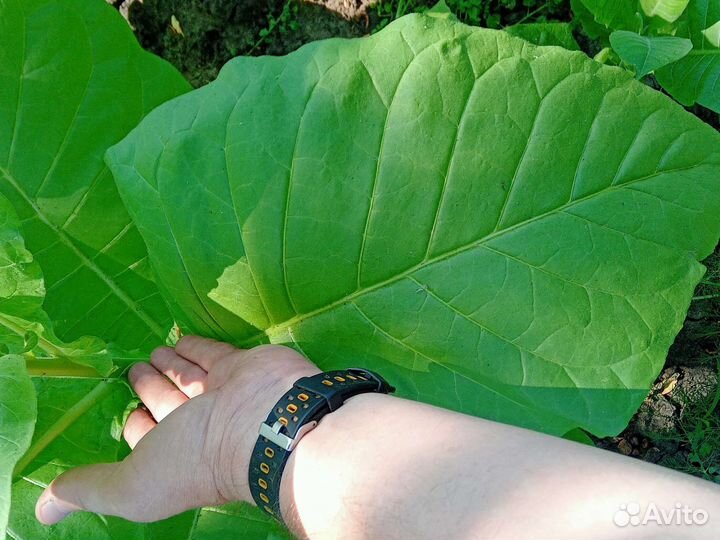 Семена табака 