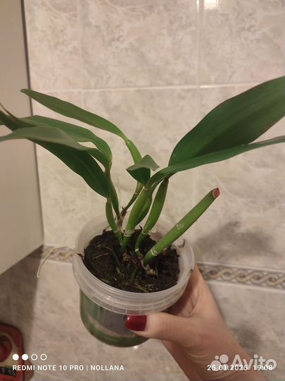 Орхидея каттлея компактная