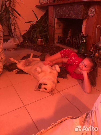 Выгул собак/догситер