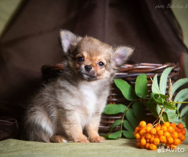 Мальчик чихуахуа