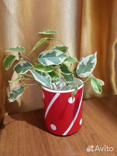 Фикус Бенджамина с пестрыми листьями