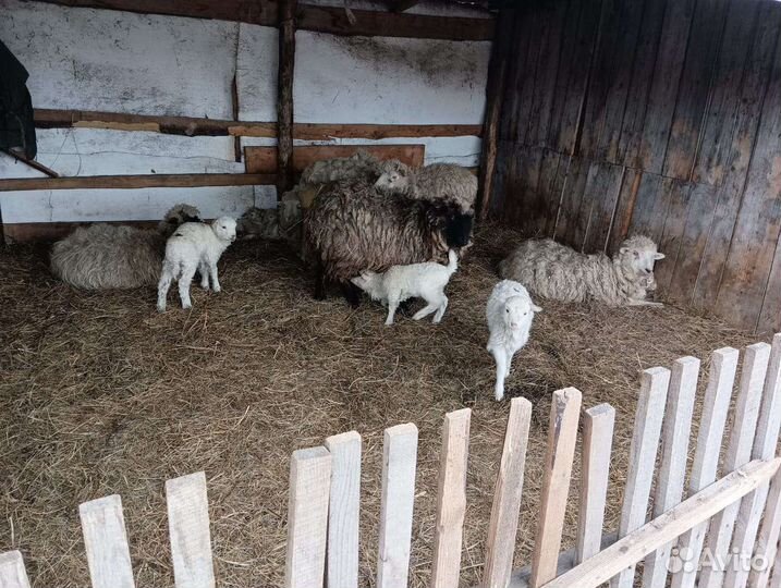 Овцы бараны