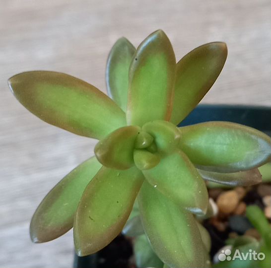 Суккуленты. Очитки