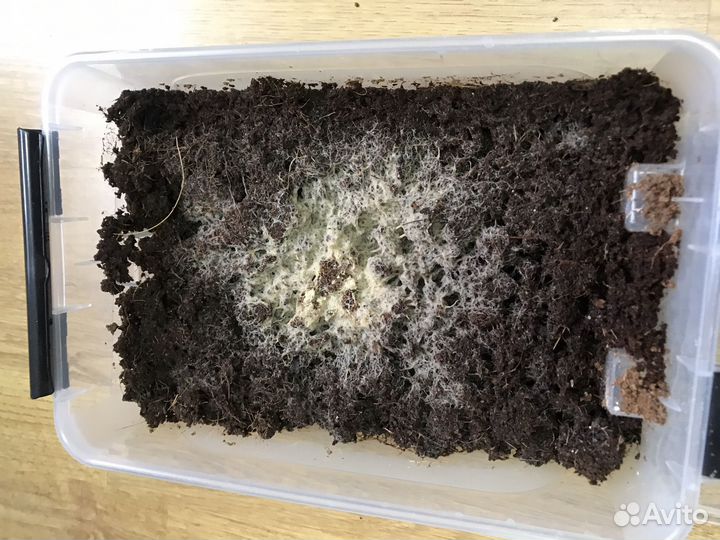 Аулофорус, Гриндальский червь, Инфузория, Нематода