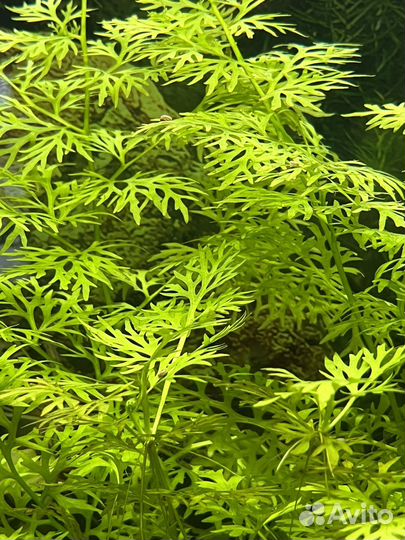 Растения для аквариума