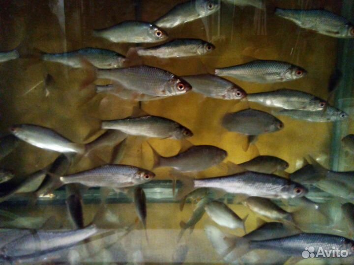 Живец очень активный, плотва