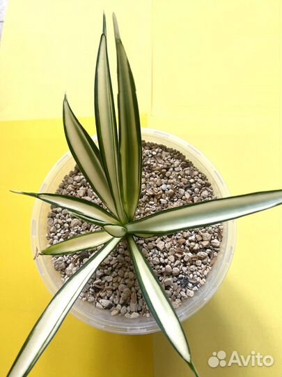 Сансевиерия сортовая parva lancet white varigata