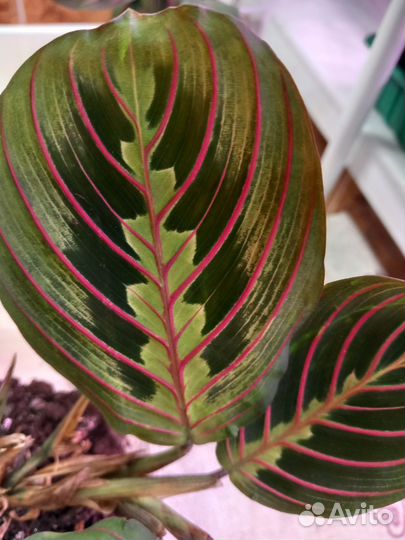 Маранта триколор